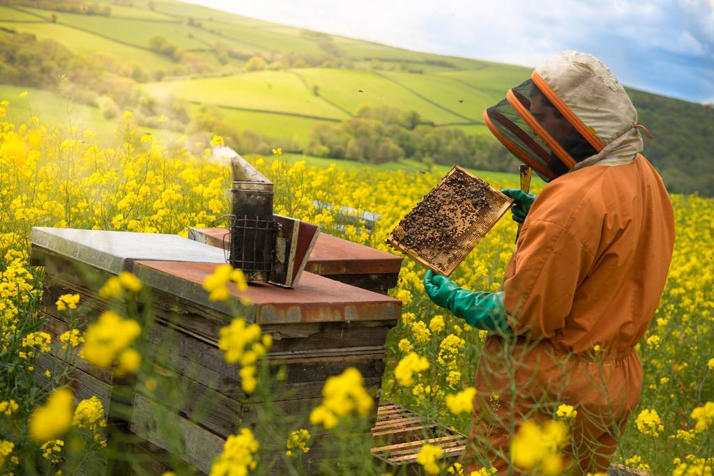 Visit to traditional bee farm.